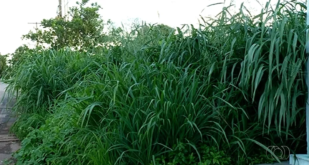 Projeto prevê que donos de terrenos arquem com limpeza realizada pela Prefeitura em Guaxupé