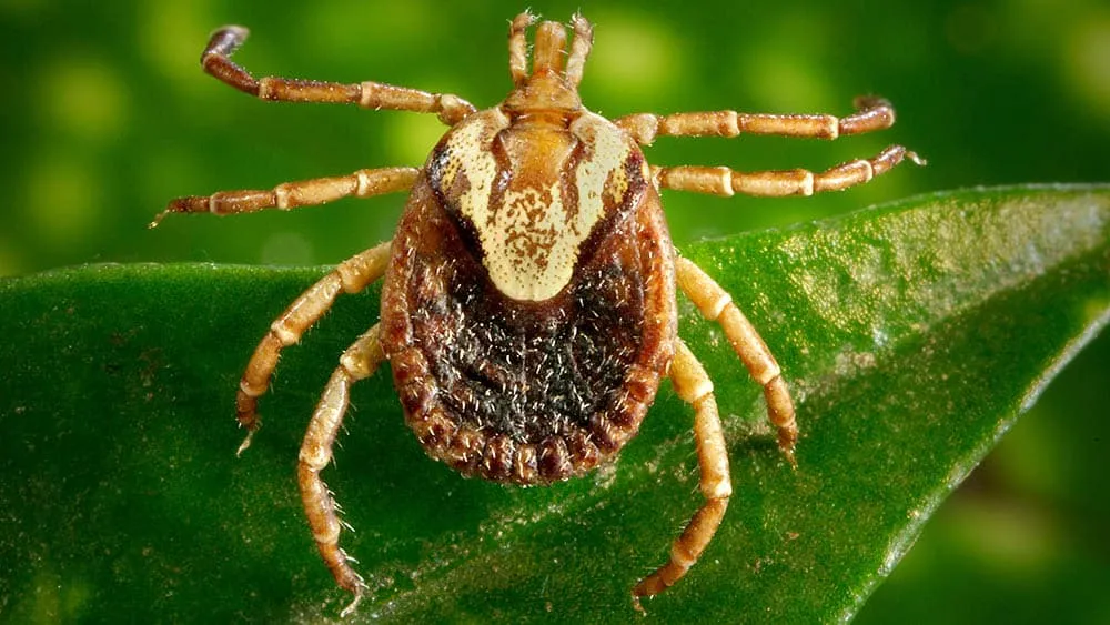 Febre maculosa mata 18 pessoas em São Paulo