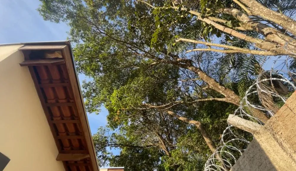 Entre o risco e o impasse: moradores cobram solução para árvores ao lado de condomínio em Mococa